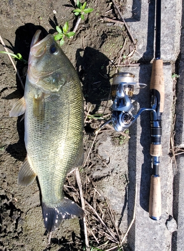 ブラックバスの釣果