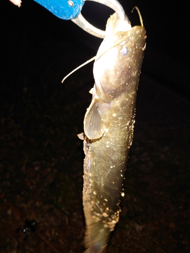 ニホンナマズの釣果