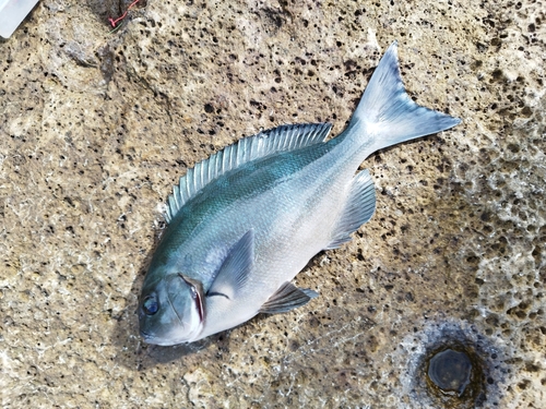 グレの釣果