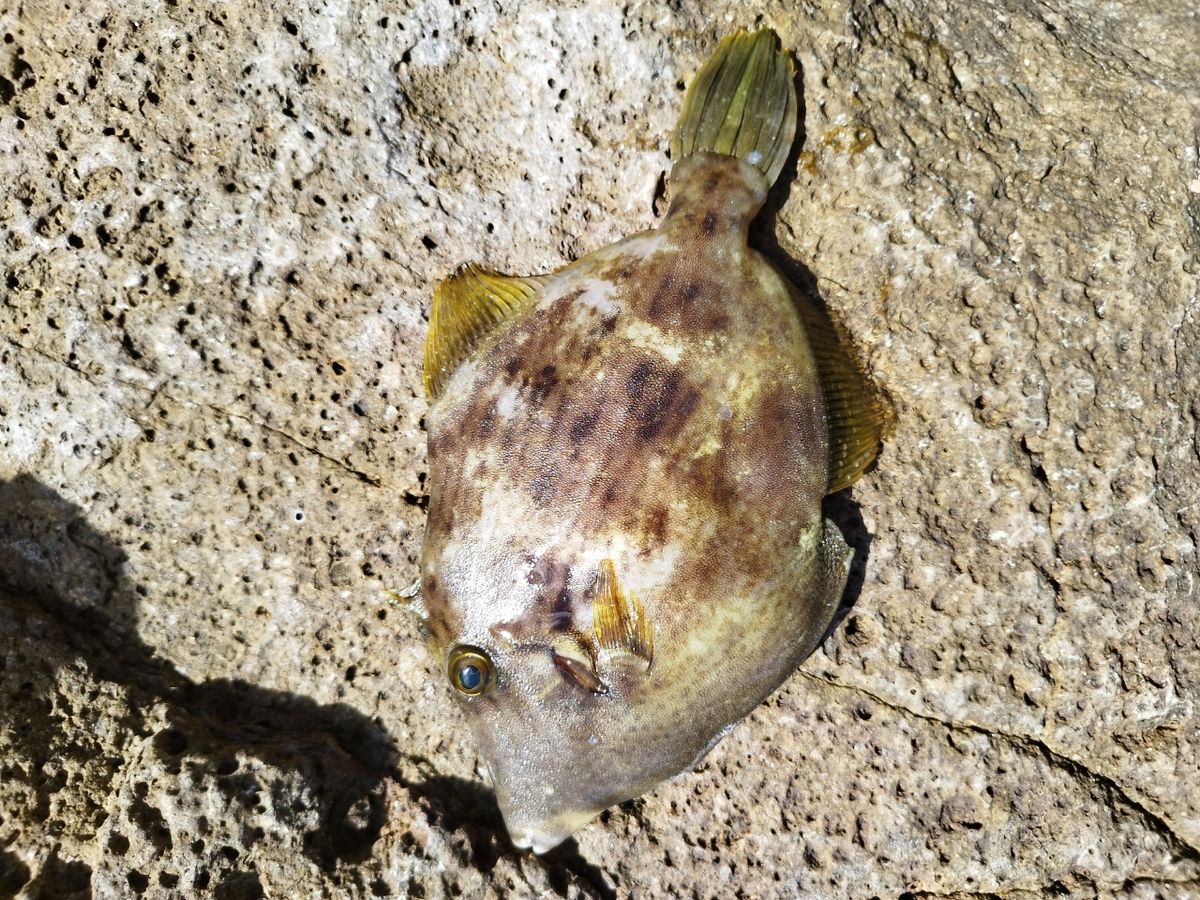 しゅぱさんの釣果 2枚目の画像