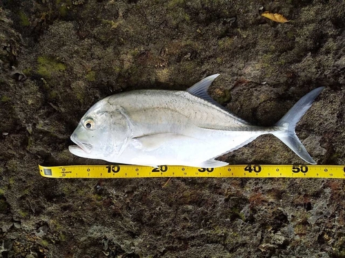 ロウニンアジの釣果