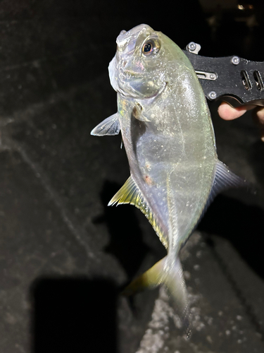 ロウニンアジの釣果