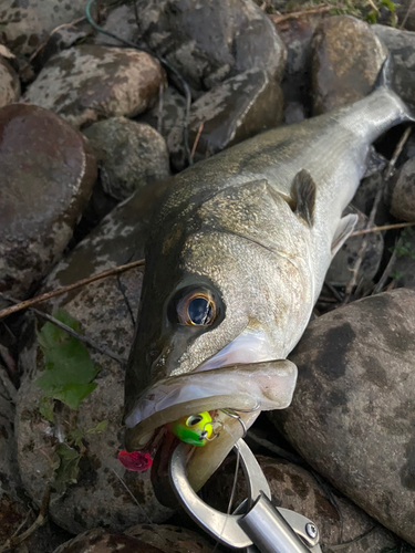 シーバスの釣果