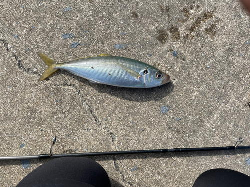 マルアジの釣果