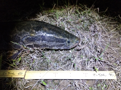 石川県で釣れたライギョの釣り・釣果情報 - アングラーズ | 釣果500万