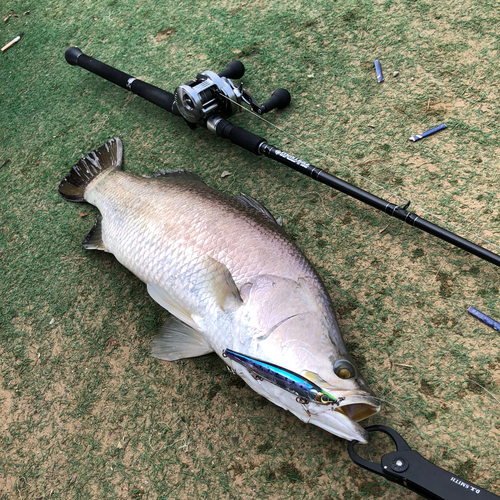 バラマンディの釣果