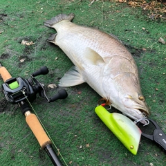 バラマンディの釣果