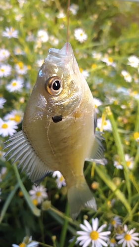 ブルーギルの釣果