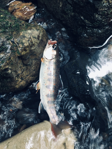 アマゴの釣果