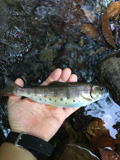 アマゴの釣果