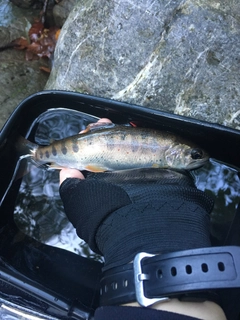 アマゴの釣果