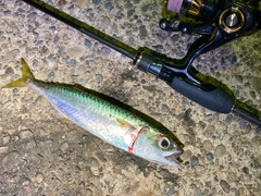 サバの釣果