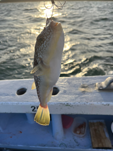 フグの釣果