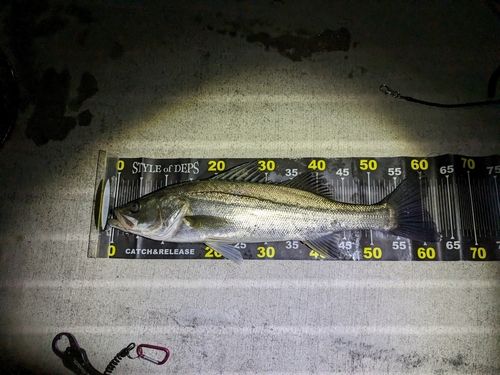 シーバスの釣果