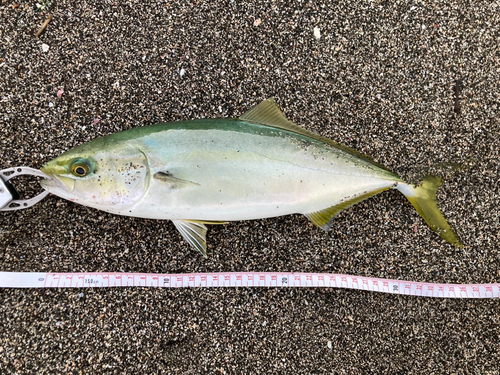 ワカシの釣果