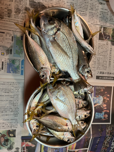 マアジの釣果