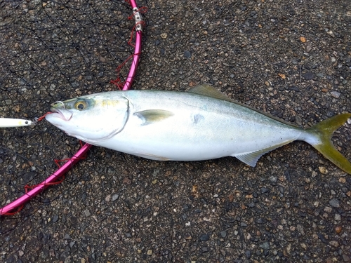 イナダの釣果