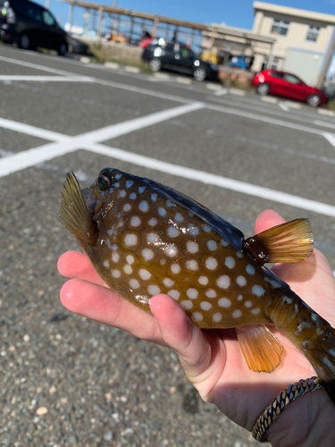 ハコフグの釣果