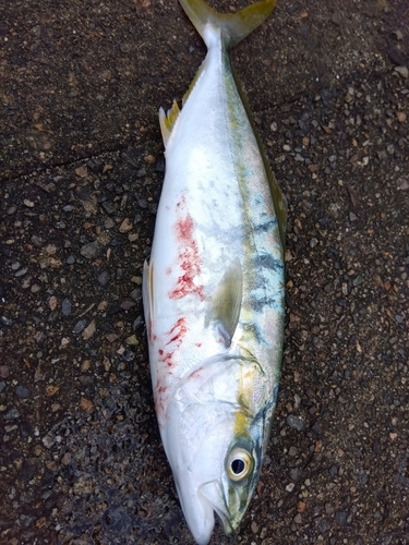 イナダの釣果