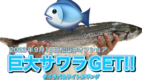 サワラの釣果