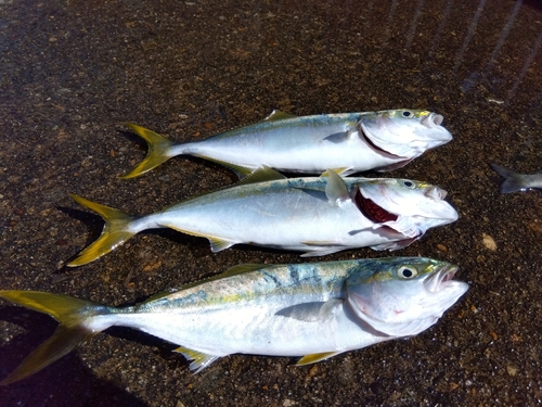 イナダの釣果