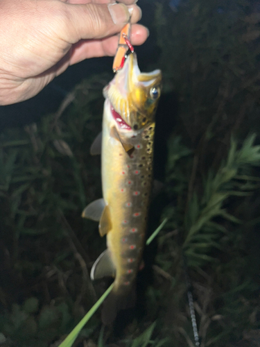 ブラウントラウトの釣果