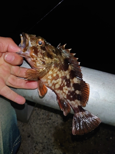 カサゴの釣果