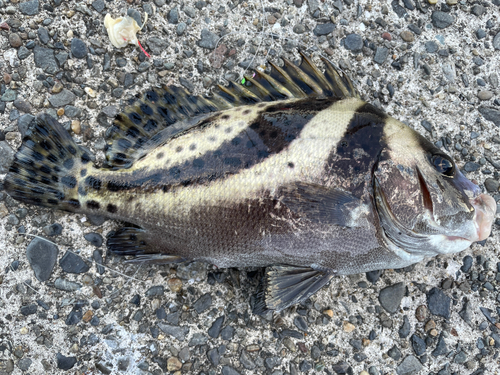 コショウダイの釣果