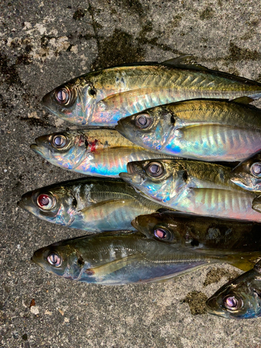 アジの釣果