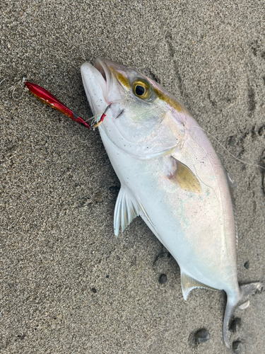 ショゴの釣果