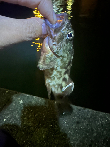 ガシラの釣果