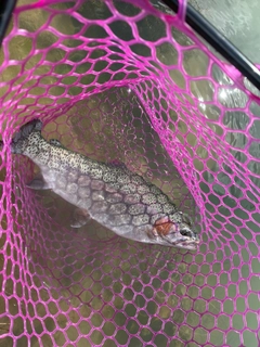 トラウトの釣果