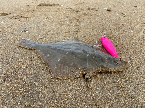 カレイの釣果