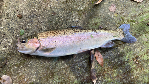 ニジマスの釣果