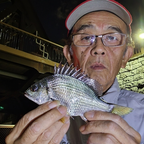 キチヌの釣果