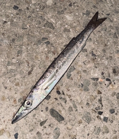 カマスの釣果