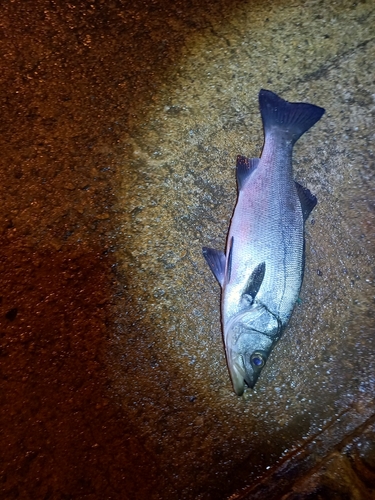 フッコ（ヒラスズキ）の釣果