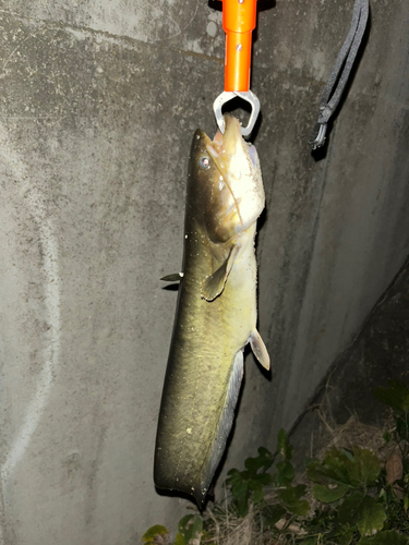 マナマズの釣果