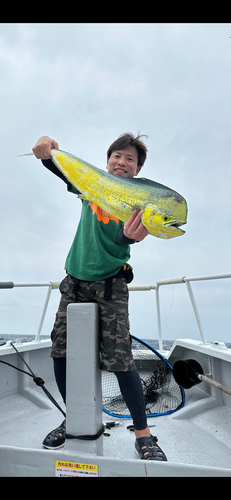 シイラの釣果