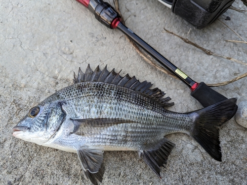 クロダイの釣果