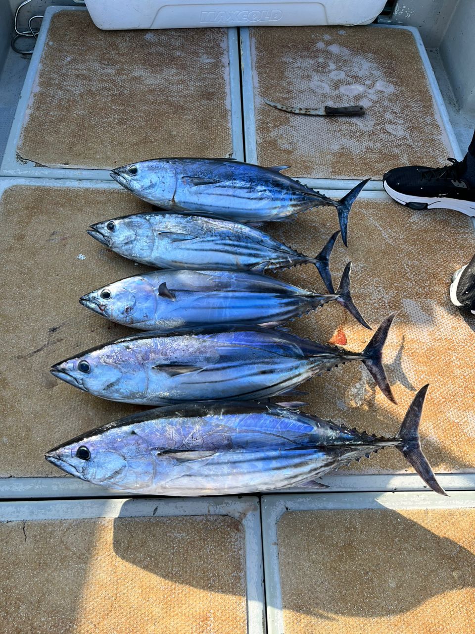 シカタの釣りチャンネルさんの釣果 3枚目の画像