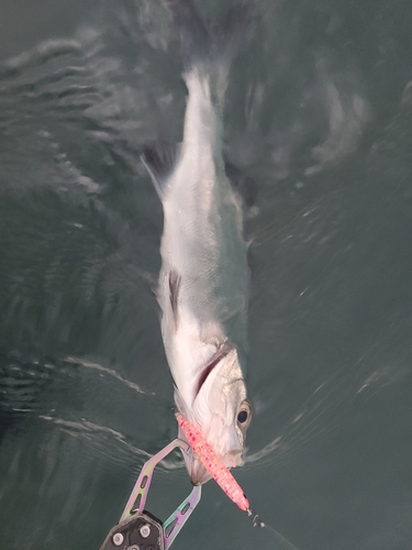 セイゴ（マルスズキ）の釣果