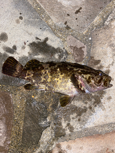 タケノコメバルの釣果