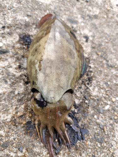 コウイカの釣果