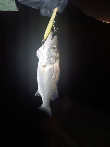 セイゴ（マルスズキ）の釣果