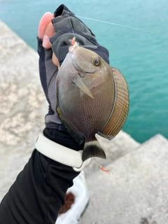 ニセカンランハギの釣果