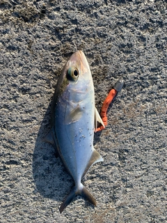 ショゴの釣果