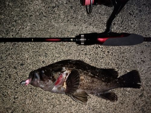 クロソイの釣果