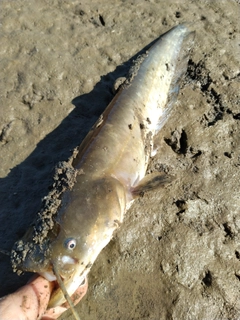 ナマズの釣果