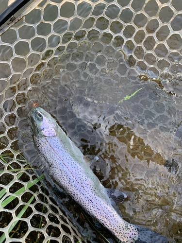 ニジマスの釣果